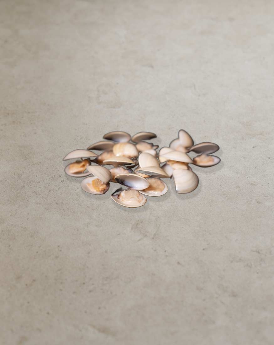 Venusmuscheln-mit-Schale-(gekocht) Gekochte Venusmuscheln mit Schale für Gastronomie und professionelle Seafood-Gerichte