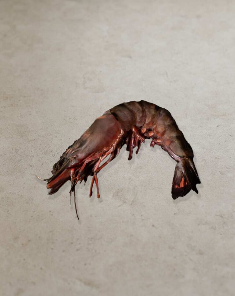 16/20 Gambas mit Kopf und Schale für Gastronomie und professionelle Seafood-Gerichte